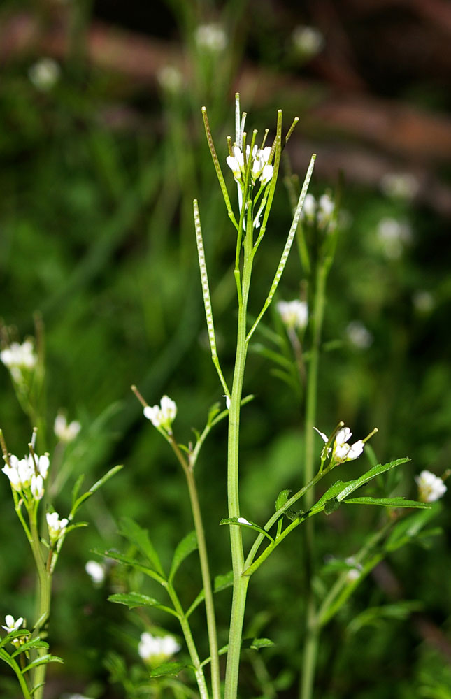 Cardamine hirsuta / Billeri primaticcio